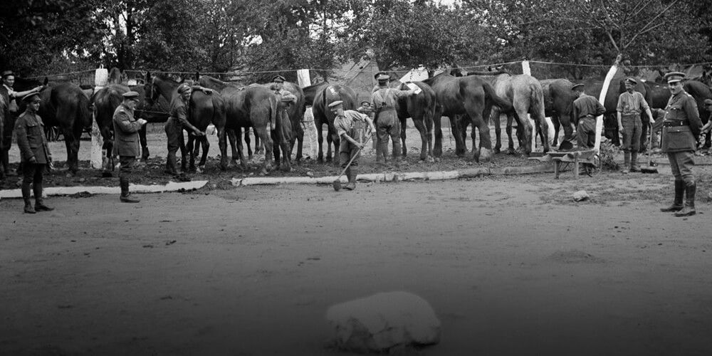 Des membres de la Section vétérinaire mobile soignent des chevaux blessés à la cote 70. Août 1917